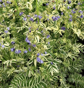 Polemonium caeruleum `Brise d`Anjou`