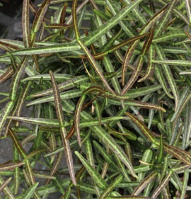 Trachelospermum jasminoides `Waterwheel`