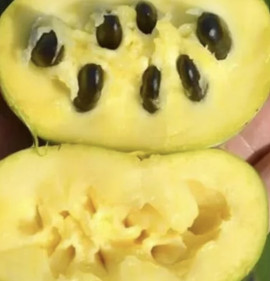 Asimina triloba `Summer Delight` OLTVÁNY