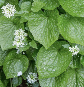 Wasabia japonica, syn. Eutrema japonicum