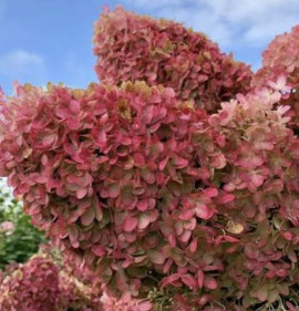 Hydrangea paniculata `Pinkachu`