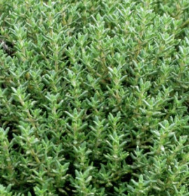 Thymus vulgaris `Compacta`