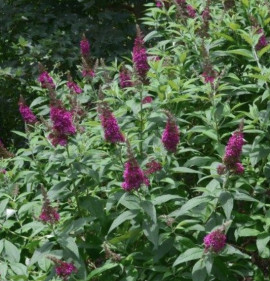 Buddleia davidii `Funky Fuchsia`