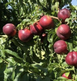 Persica vulgaris `Caracas`