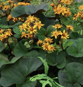 Ligularia dentata `Desdemona`