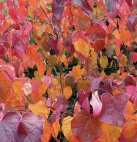 Cercis canadensis `Merlot`