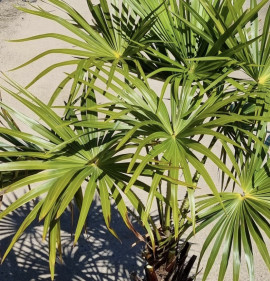 Livistona australis