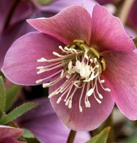 Helleborus `Purple`