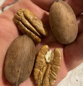 Carya illinoiensis `Pawnee` OLTVÁNY!