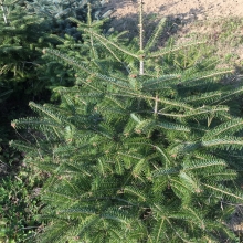 Abies bornmuelleriana 