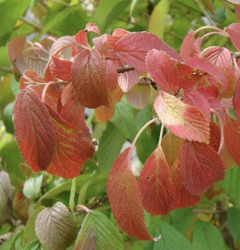 Viburnum plicatum `Kilimanjaro`