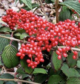 Viburnum plicatum `Kilimanjaro`