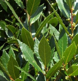 Laurus nobilis NAGY NÖVÉNY!!!