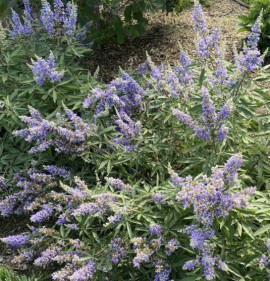 Vitex agnus-castus `Flip Side`