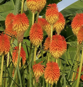 Kniphofia rooperi
