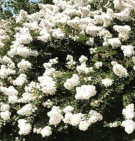 Lagerstroemia `Nivea`
