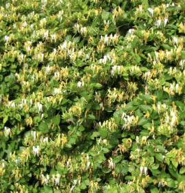 Lonicera japonica `Hall`s Prolific`
