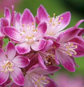 Deutzia longifolia x discolor `Strawberry Fields`