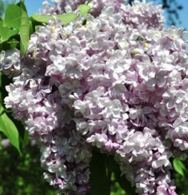 Syringa vulgaris `General Pershing`