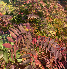 Pistacia chinensis (sinensis)