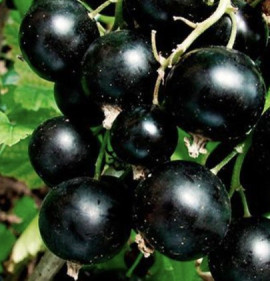 Ribes nigrum `Cerny Bumer (Black Bumer)`
