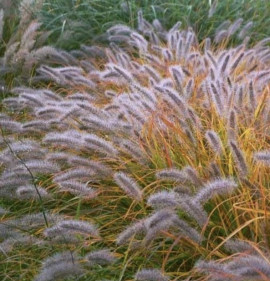 Pennisetum alopecuroides `Moudry`