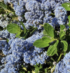 Ceanothus griseus var. horizontalis `Yenkee Point`