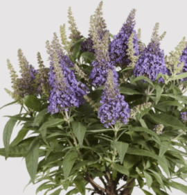 Buddleia `Butterfly Candy Lila Sweetheart`