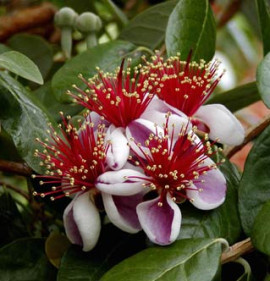Feijoa (Acca) sellowiana `Triumph`