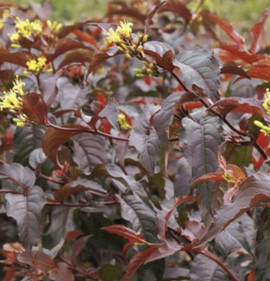 Diervilla splendens `Diva`