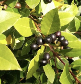 Laurus nobilis