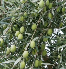 Olea europaea `Manzanilla (Manzanillo, Manzanille)`