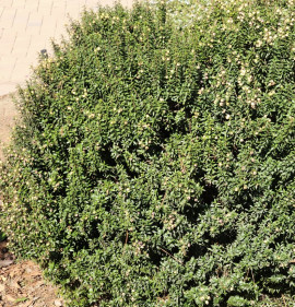 Myrtus communis `Nana (Compacta)`