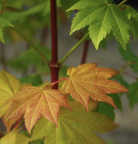 Acer circinatum `Pacific Fire`