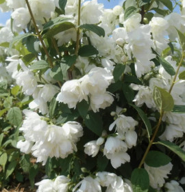 Philadelphus `Snowbelle`