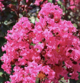 Lagerstroemia `Pink Velour`