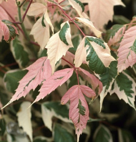 Acer negundo `Flamingo`