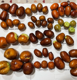 Ziziphus jujuba `Meimizao`