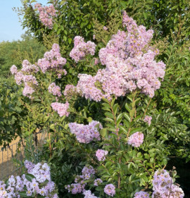 Lagerstroemia `Yuma`