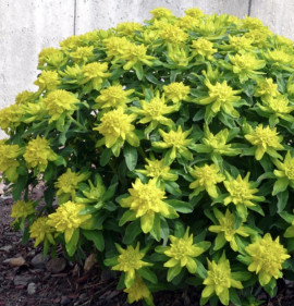 Euphorbia polychroma