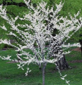 Cercis canadensis `Texas White`