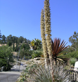 Dasylirion wheelerii CSP