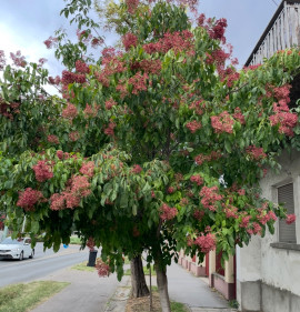 Evodia hupehensis (syn.: Tetradium daniellii)