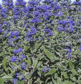 Caryopteris clandonensis `Thetis`