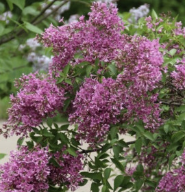 Syringa chinensis `Saugeana`