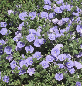 Convulvulus sabatius (syn.: Convulvulus mauritanicus)