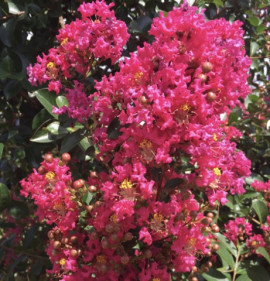 Lagerstroemia `Tonto`