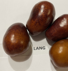 Ziziphus jujuba `Lang` Nagy növény