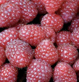 Rubus idaeus `Polka` 3 darab!