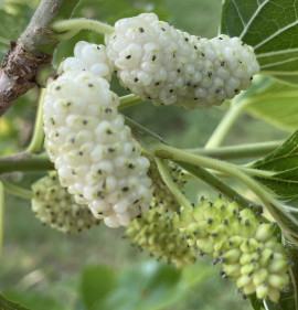 Morus alba `Porcelán`
